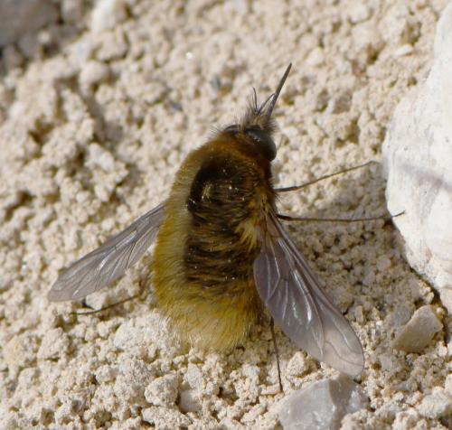 Réf. 249 030 : Bombylius trichurus